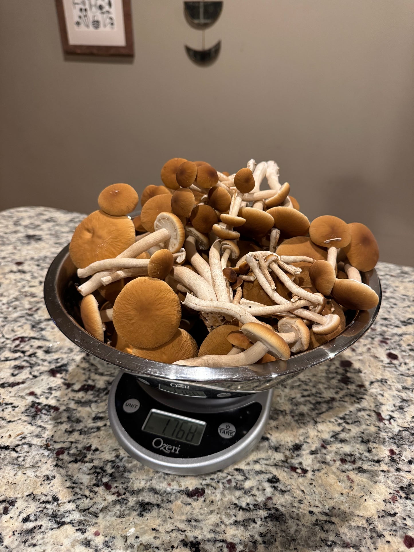 Fresh Pioppino Mushrooms