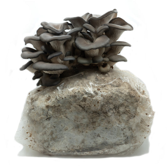 Blue Oyster