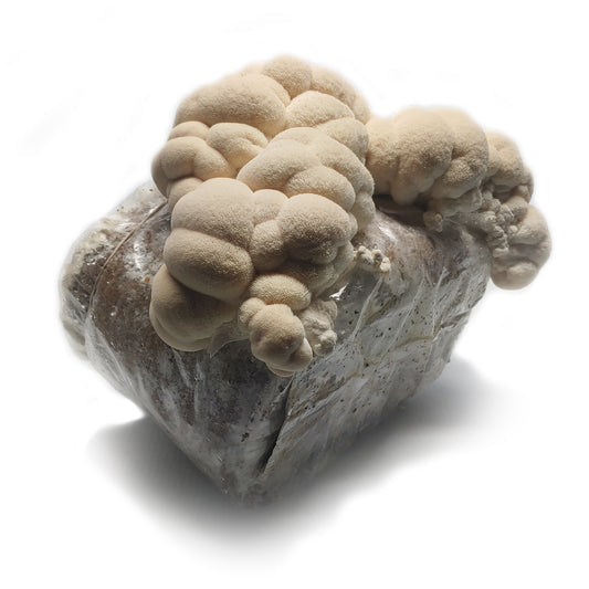 Lions Mane